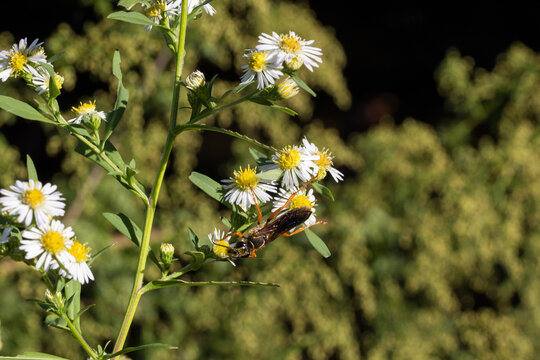 Great golden digger wasp on white-panicle aster