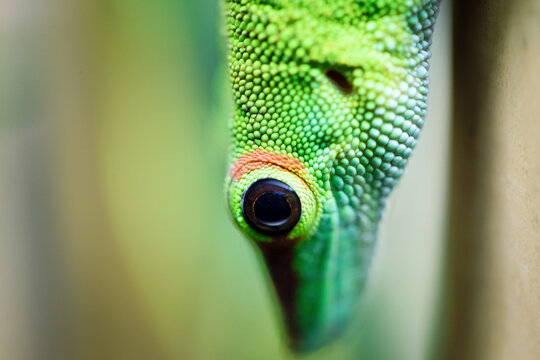 Close-up of a green gecko's eye and textured skin lizard