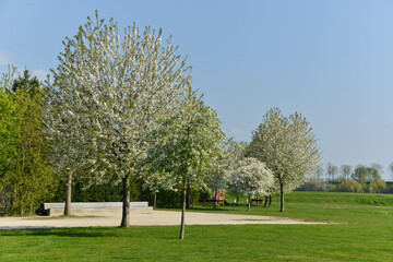 Fototapeta premium Cerisier, Val de Marne