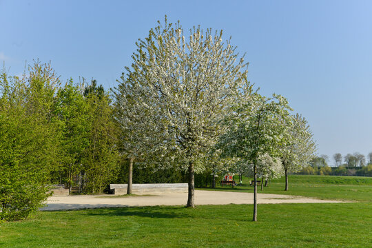 Cerisier, Val de Marne