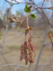 Naklejka premium Thinleaf Alder (Alnus tenuifolia) Male Catkins in Bloom with Emerging Leaves, Early Spring Colorado USA