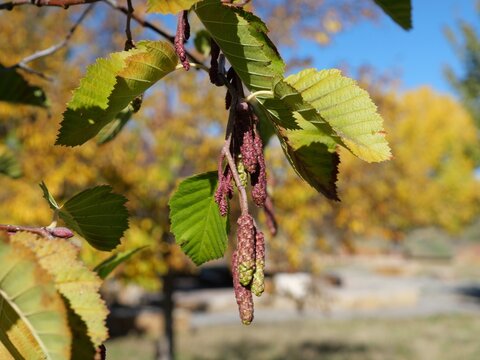 Thinleaf Alder (Alnus tenuifolia) Mature Catkins and Autumn Leaves, Colorado USA