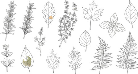 Botanical illustration collection diverse plant and fern line drawings © JUWEL