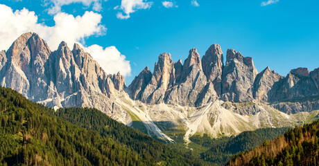 Naklejka premium Stunning panorama of the Geisler/Odle peaks in the Dolomites with vast evergreen forest stretching across the foreground under alpine light.