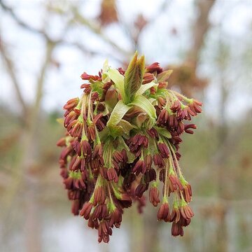 Flowering boxelder maple (Acer negundo) in spring