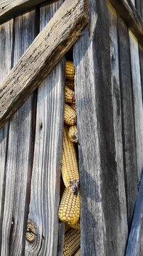 Traditional Portuguese Espigueiro granary with dried corn behind wooden slats