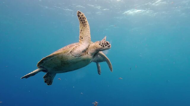 Green Sea Turtles Feeding and Swimming Underwater