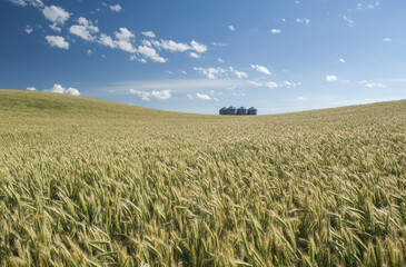  a field of rye with grain bins(silos) in the background,  Tiger Hills, Manitoba, Canada © Dave