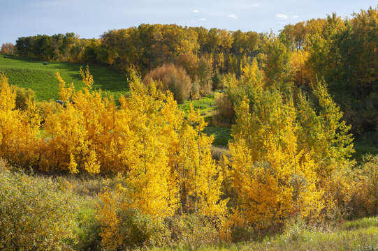  aspen trees in autumn colours next to farmland, near Danbury, Saskatchewan, Canada