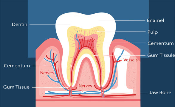 Human Tooth Anatomy Diagram Showing Enamel, Dentin, Pulp, Nerves, Blood Vessels, Gum Tissue, and Jaw Bone Structure for Dental Education Vector Illustration