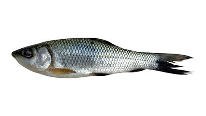 Fototapeta premium Single raw freshwater fish with glistening silver scales ready for culinary preparation or display