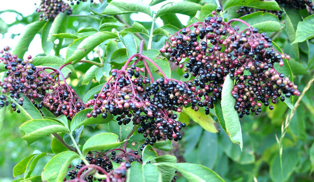 Bunch of elderberries with ripe berries
