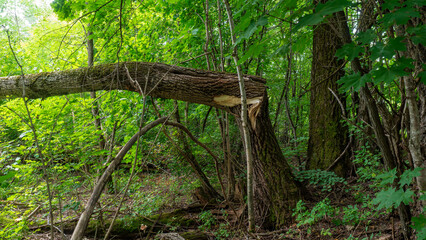 Fototapeta premium perspective of massive broken tree trunk lying on ground after storm damage surrounded by vibrant green leaves and dense woodland foliage during summer day.