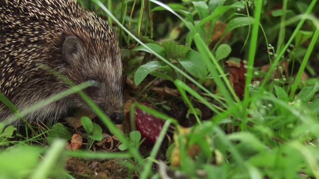Hedgehog enjoying piece of sausage in grassy area, cute animal moment, nature scene, outdoor adventure.