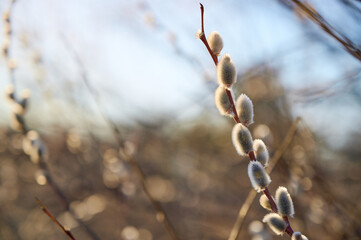 Pussy-willow branches with catkins. Blurred background. Grey fluffy catkins on a shrub salix cinerea in early spring - Kyiv, Ukraine, Europe. © Kulbabka