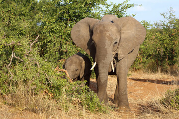 Fototapeta premium Afrikanischer Elefant / African elephant / Loxodonta africana