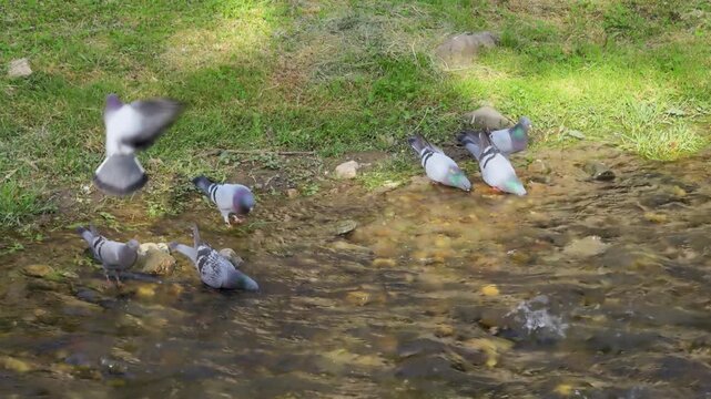Pigeons slowly drinking from river edge in natural setting.
