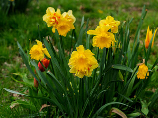 Obraz premium Vibrant Yellow Daffodils Blooming in Spring Garden
