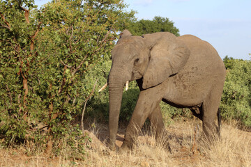 Fototapeta premium Afrikanischer Elefant / African elephant / Loxodonta africana