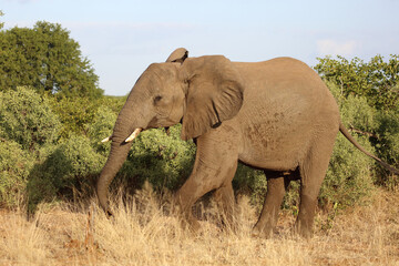 Obraz premium Afrikanischer Elefant / African elephant / Loxodonta africana