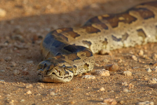 S&uuml;dlicher Felsenpython / Southern African rock python / Python natalensis