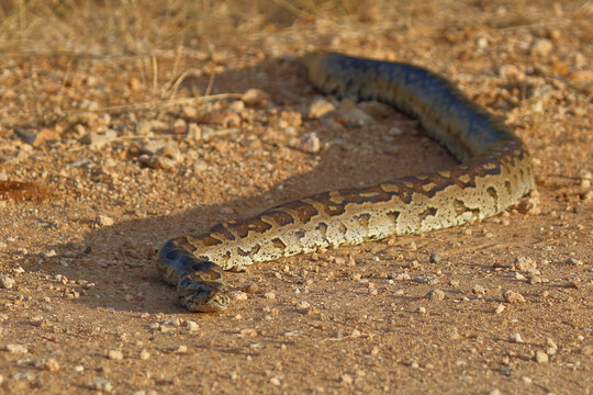 S&uuml;dlicher Felsenpython / Southern African rock python / Python natalensis