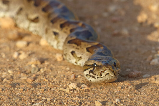 S&uuml;dlicher Felsenpython / Southern African rock python / Python natalensis