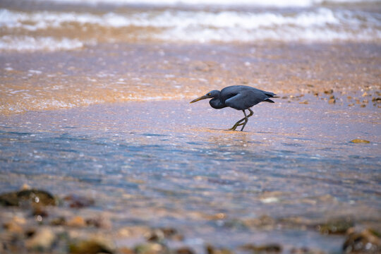 closeup of a beach with a black sea bird