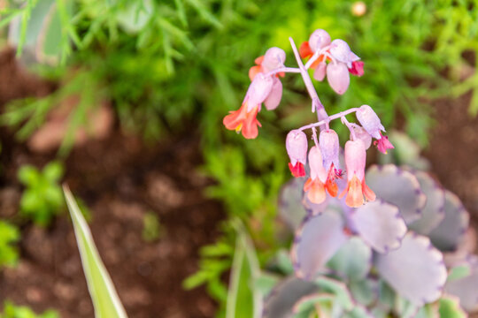 Kalanchoe fedtschenkoi pertenece a la familia Crassulaceae.