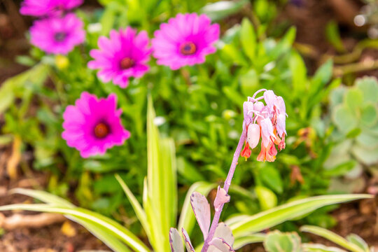 Kalanchoe fedtschenkoi pertenece a la familia Crassulaceae.