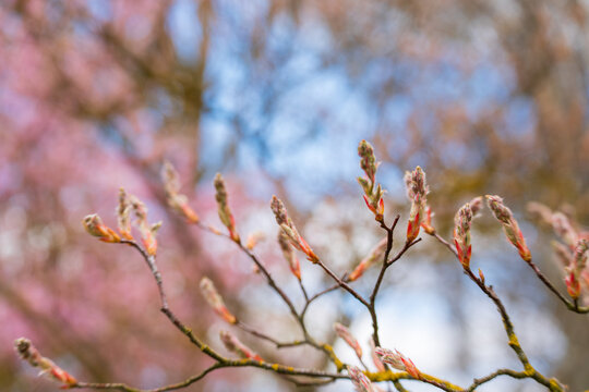 Spring blossoms peek through bare branches. Soft pink hues frame a clear blue sky. New buds hint at renewal and growth. Nature's quiet beauty invites calm reflection. Ideal for spring themes, gardens