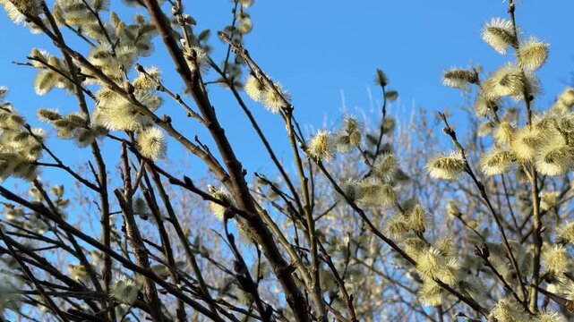 Spring time lapse of pussy willow branches with fluffy yellow catkins blooming against blue sky. Video