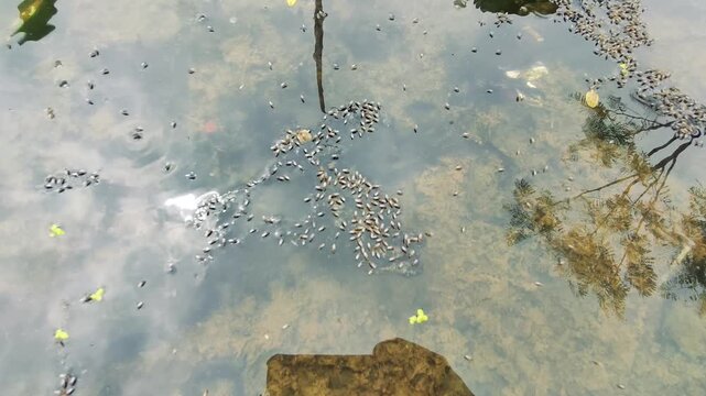 A Closer Look at Mosquito Eggs Floating on Stagnant Water and the Growing Environmental Threat