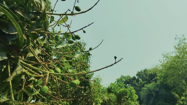 Fresh Rajshahi Mango Blossoms Under Clear Blue Sky Bringing Back Sweet Childhood Memories in Bangladesh