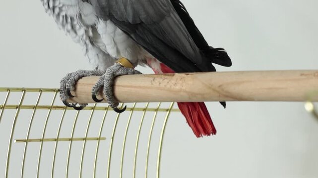 Close up of an African grey parrot jaco claw and paw while sitting on a wooden perch near a cage, with grey feathers and red tail visible. Exotic pet detail in a bright indoor home setting.