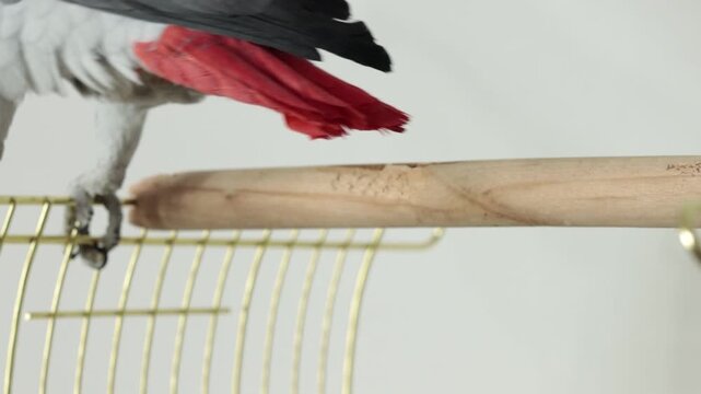 Close up of an African grey parrot jaco claw and paw while moving along a wooden perch and cage, with grey feathers and red tail visible. Active exotic pet behavior in a bright indoor home setting.