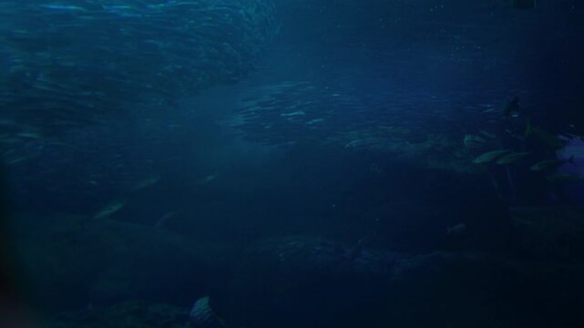 Marine life scene with school of fish in deep blue underwater setting