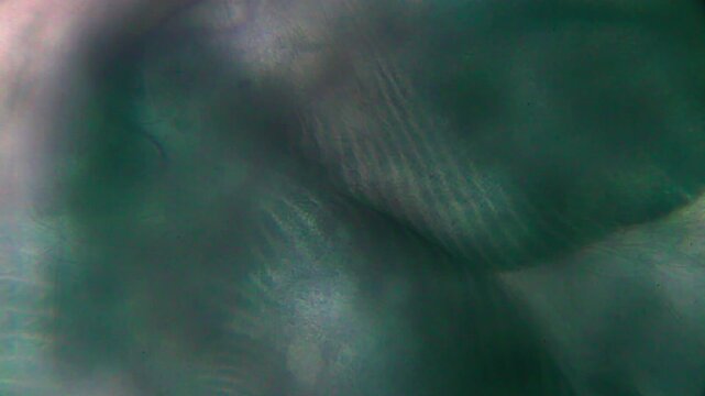 Stentor ciliate body detail under 400x brightfield microscopy. 4K scientific microscopy footage.