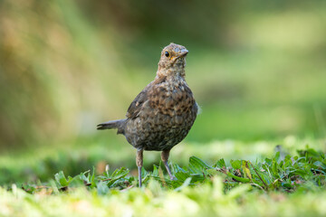 Fototapeta premium Close up of a Blackbird in green grass