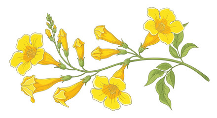A vibrant botanical illustration of yellow trumpet shaped flowers and buds © UrbanVisuals