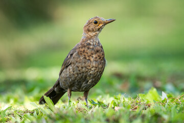 Fototapeta premium Close up of a Blackbird in green grass