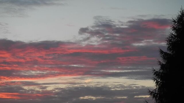 Picturesque colorful calm sky with orange and red clouds Stratocumulus lenticularis illuminated by the setting sun and dark branches of conifer. Topics: natural environment, climate, cloudscape