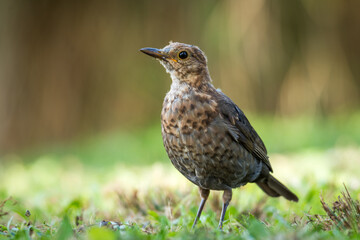 Fototapeta premium Close up of a Blackbird in green grass