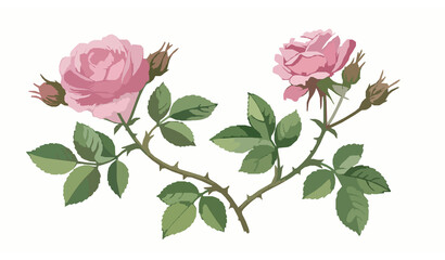 Obraz premium Prompt: Hand drawn watercolor rose bush set featuring multiple pink blossoms, buds, and green foliage with thorny stems, arranged in a decorative botanical collection, soft gradients and organic textu