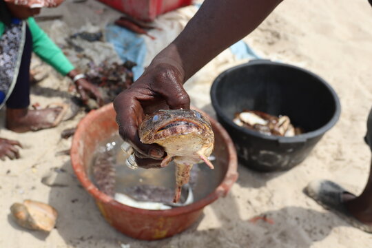 Sanyang Beach, Gambia. 26-02-2026. A fisherman showing a toadfish. 