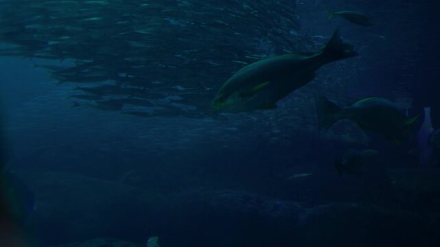 Underwater fish formation creating dynamic movement and natural pattern