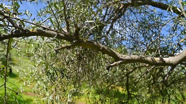 A farm worker prunes the branches of a tree with pruning shears under a blue sky on a sunny day