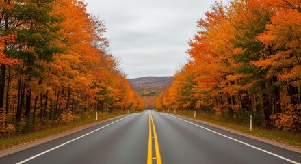 Fototapeta premium A scenic autumn drive on a tree-lined highway with vibrant orange foliage