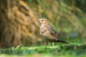 Fototapeta premium Close up of a Blackbird in green grass