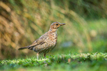 Fototapeta premium Close up of a Blackbird in green grass